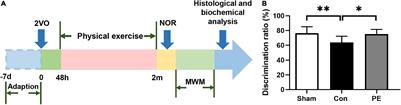 Physical Exercise-Induced Astrocytic Neuroprotection and Cognitive Improvement Through Primary Cilia and Mitogen-Activated Protein Kinases Pathway in Rats With Chronic Cerebral Hypoperfusion